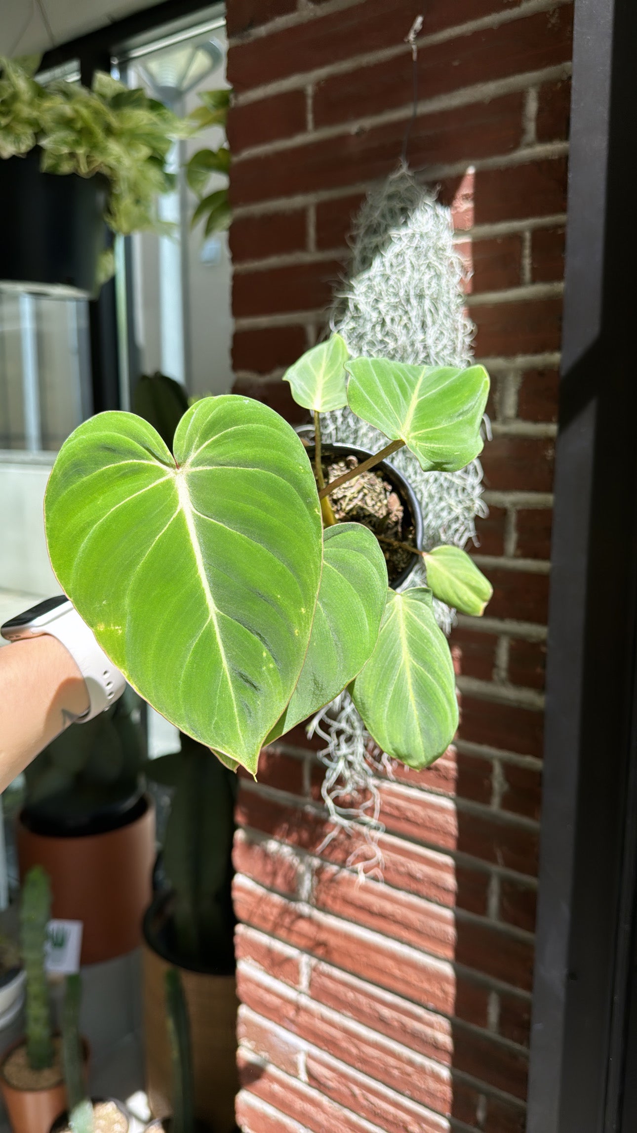 black cardinal variegated philodendron Philodendron Black Cardinal Variegated main image 0